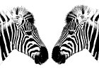 Steve Dorey - Zebras.jpg